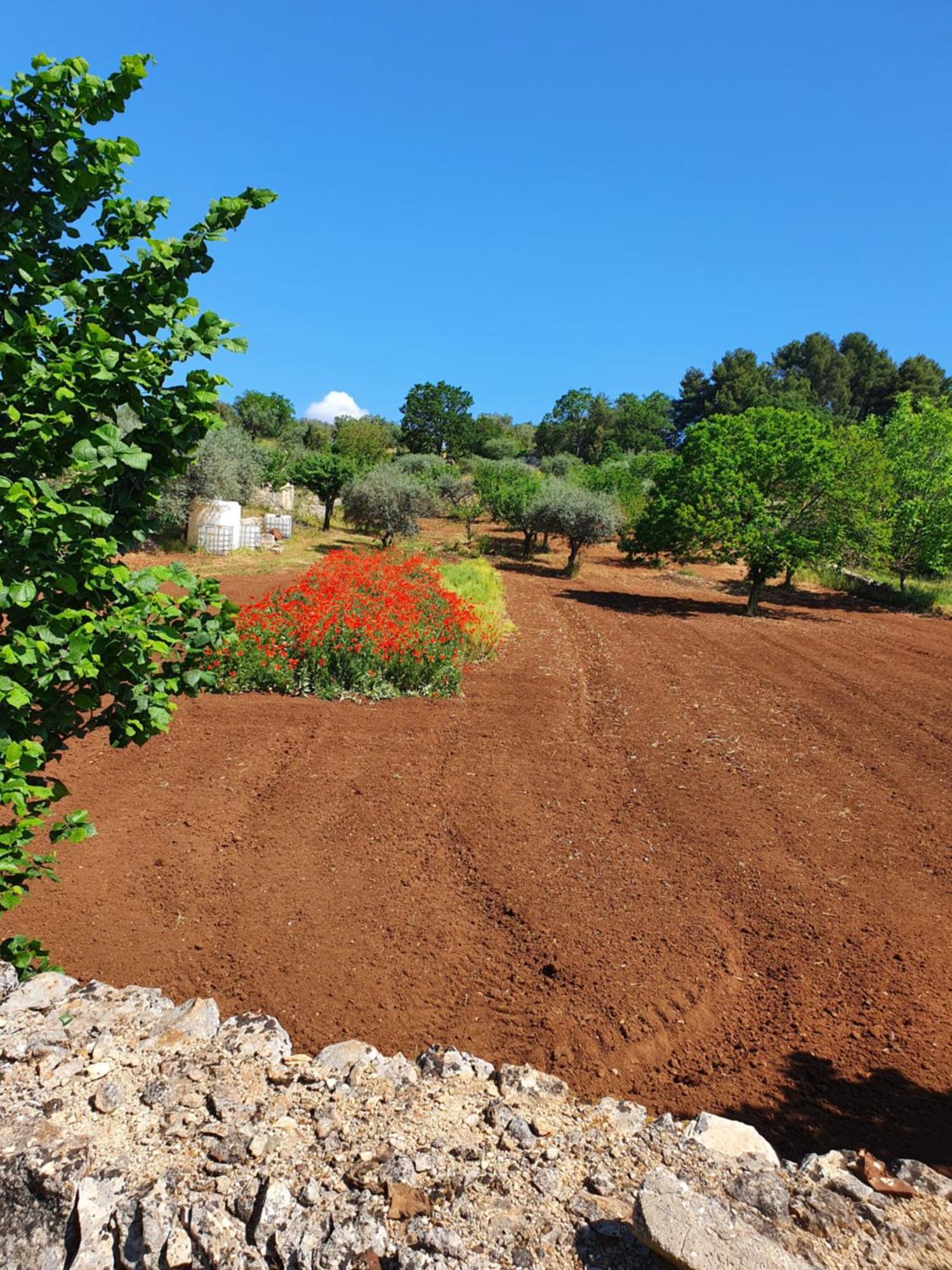 Trullo Vacanze Di Cumma Rosa Alberobello Esterno foto